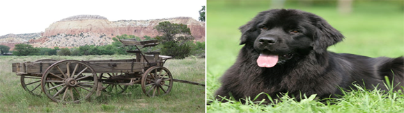 Jim MacKenzie’s buckboard wagon was very much like the wagon shown above, and the dog looks very much like Laddie.