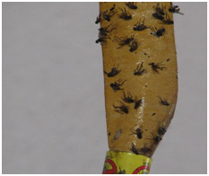 The fly-covered flypaper coil that hung by the small window