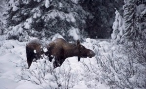 A moose in the snowy woods - looks like ‘our’ moose!